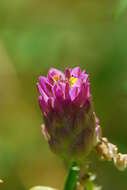 Image of blood milkwort