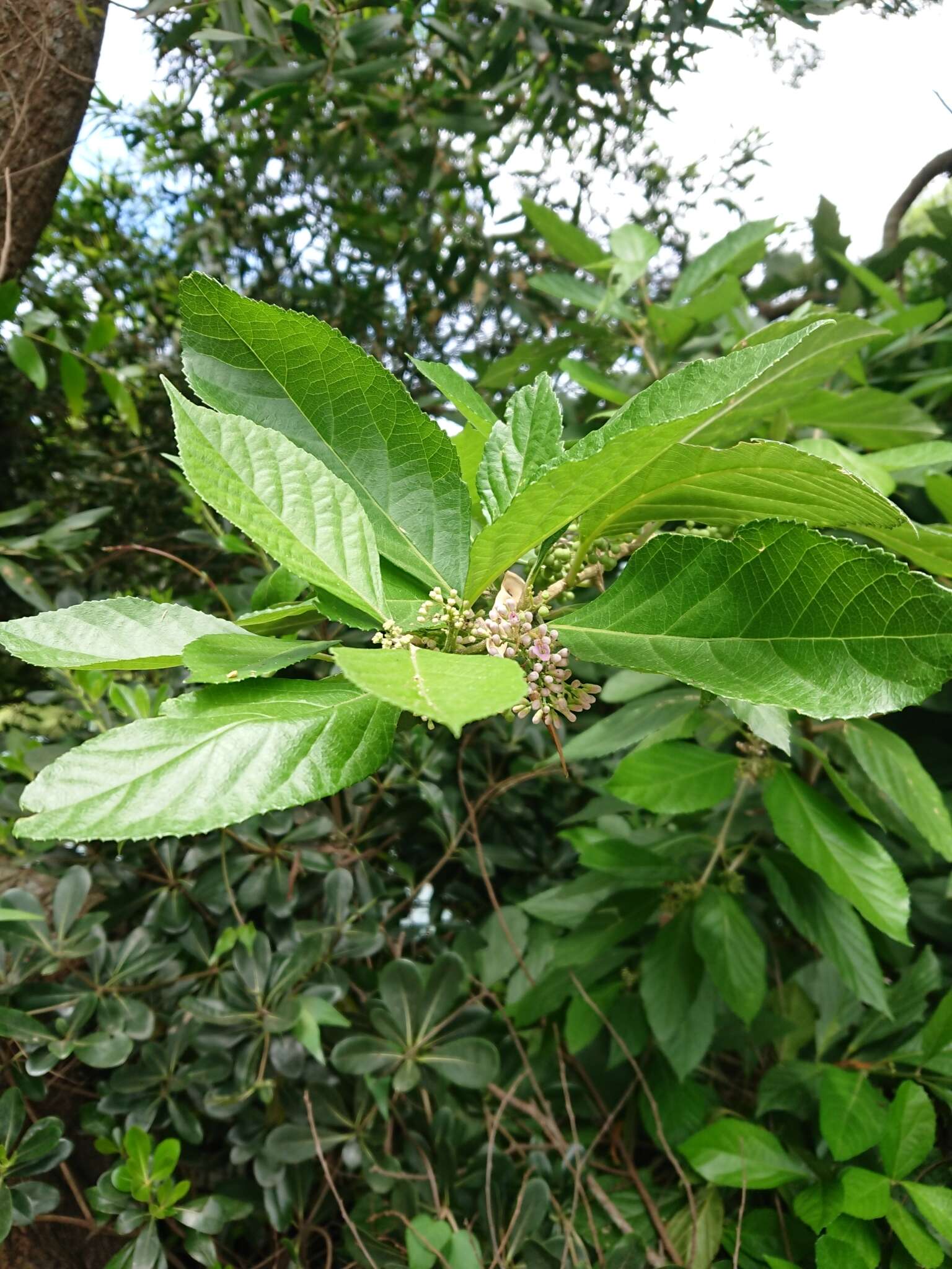 Image of Japanese callicarpa