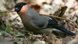 Image of Pyrrhula pyrrhula griseiventris Lafresnaye 1841