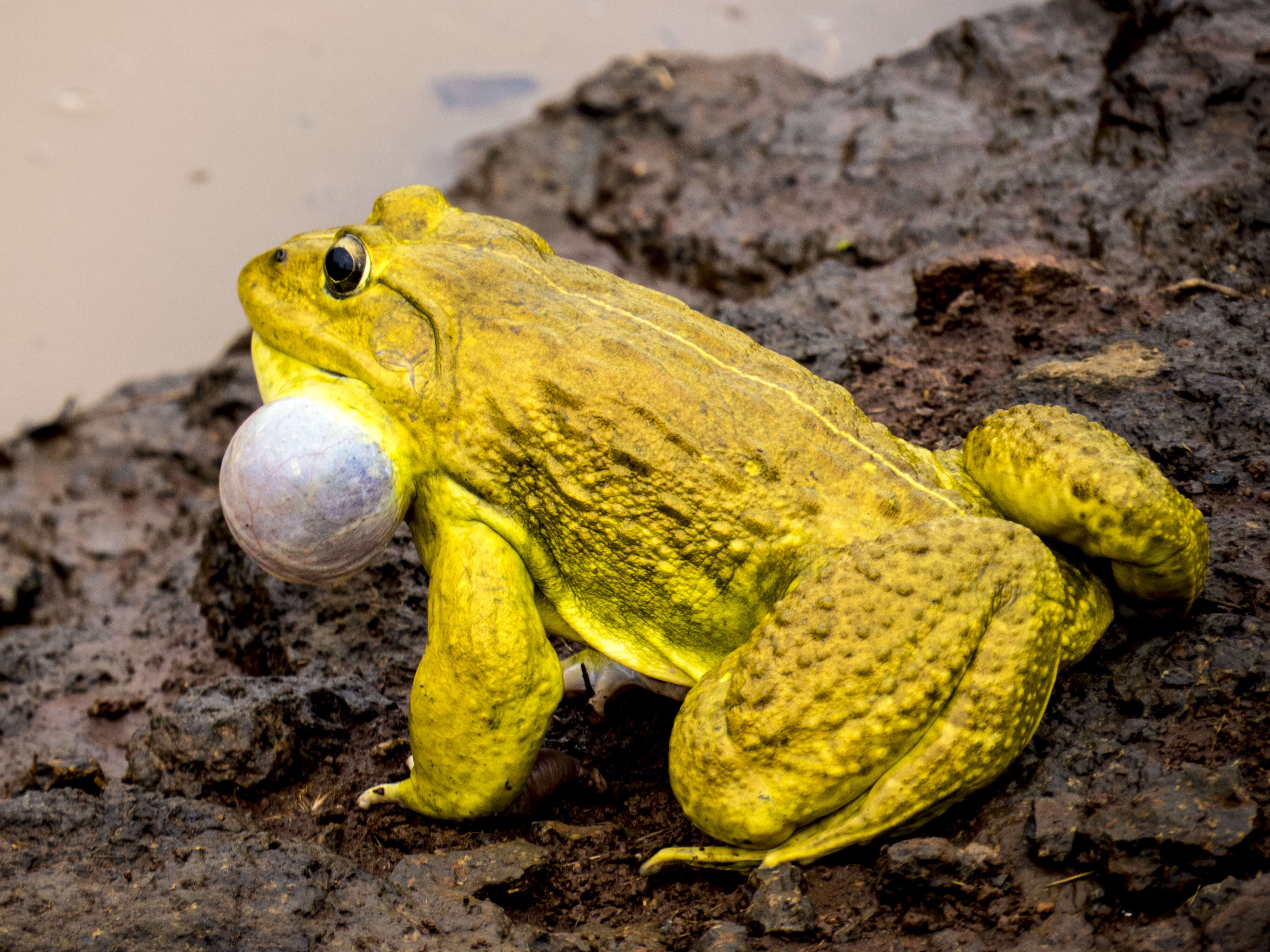 Image of Bull Frog