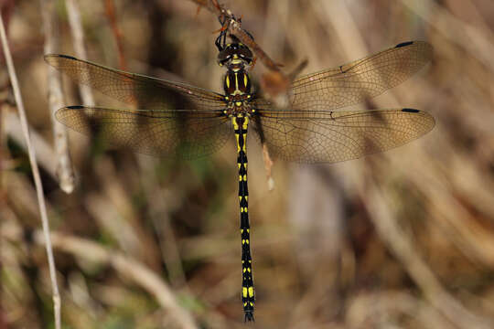 Image of Eusynthemis virgula (Selys 1874)