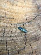 Image of Oak Splendor Beetle