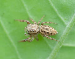 Image of Pelegrina proxima (Peckham & Peckham 1901)