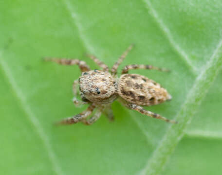 Image of Pelegrina proxima (Peckham & Peckham 1901)