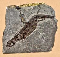 Image of Branchiosauridae