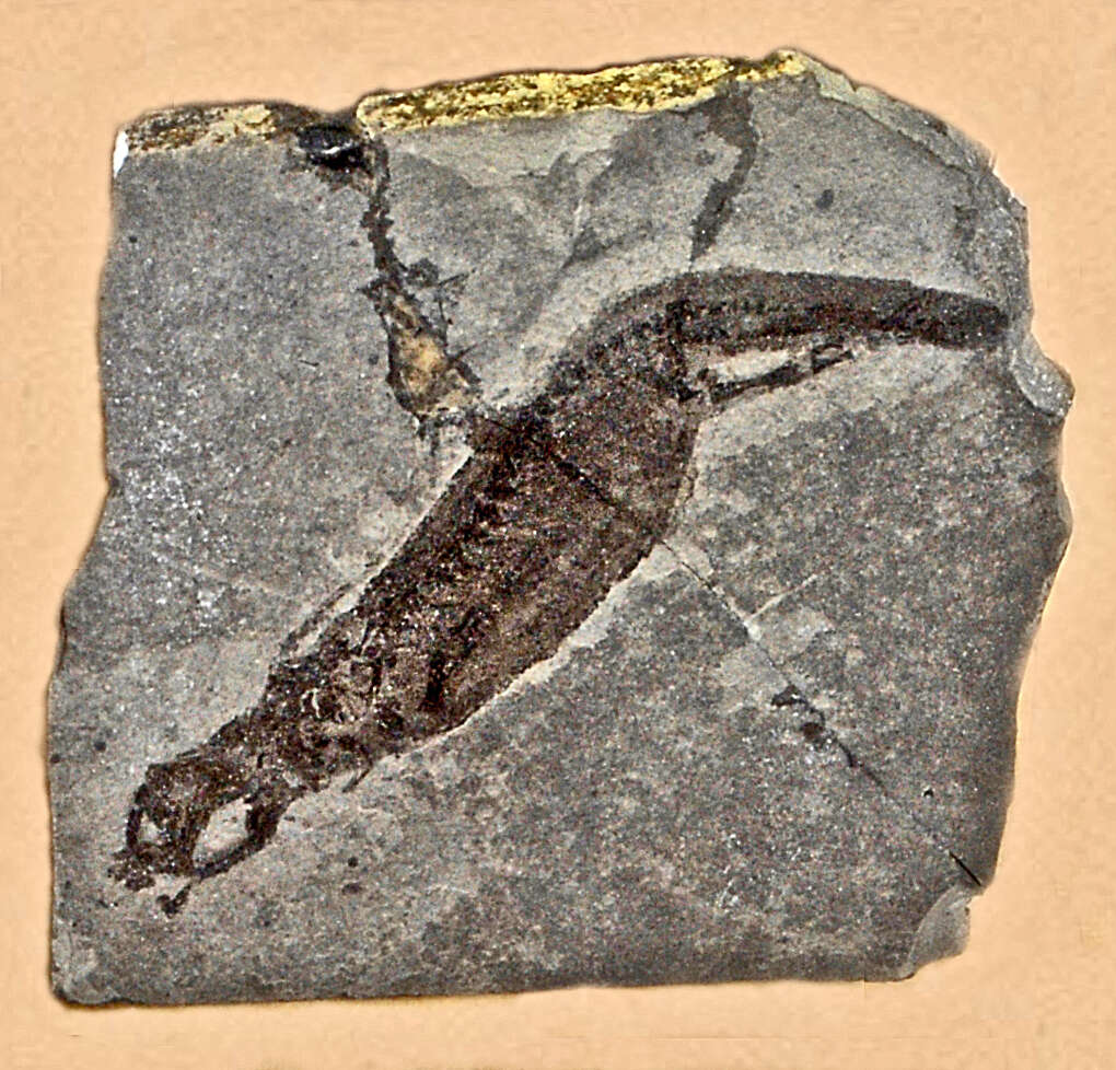 Image of Branchiosauridae