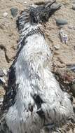 Image of African Penguin