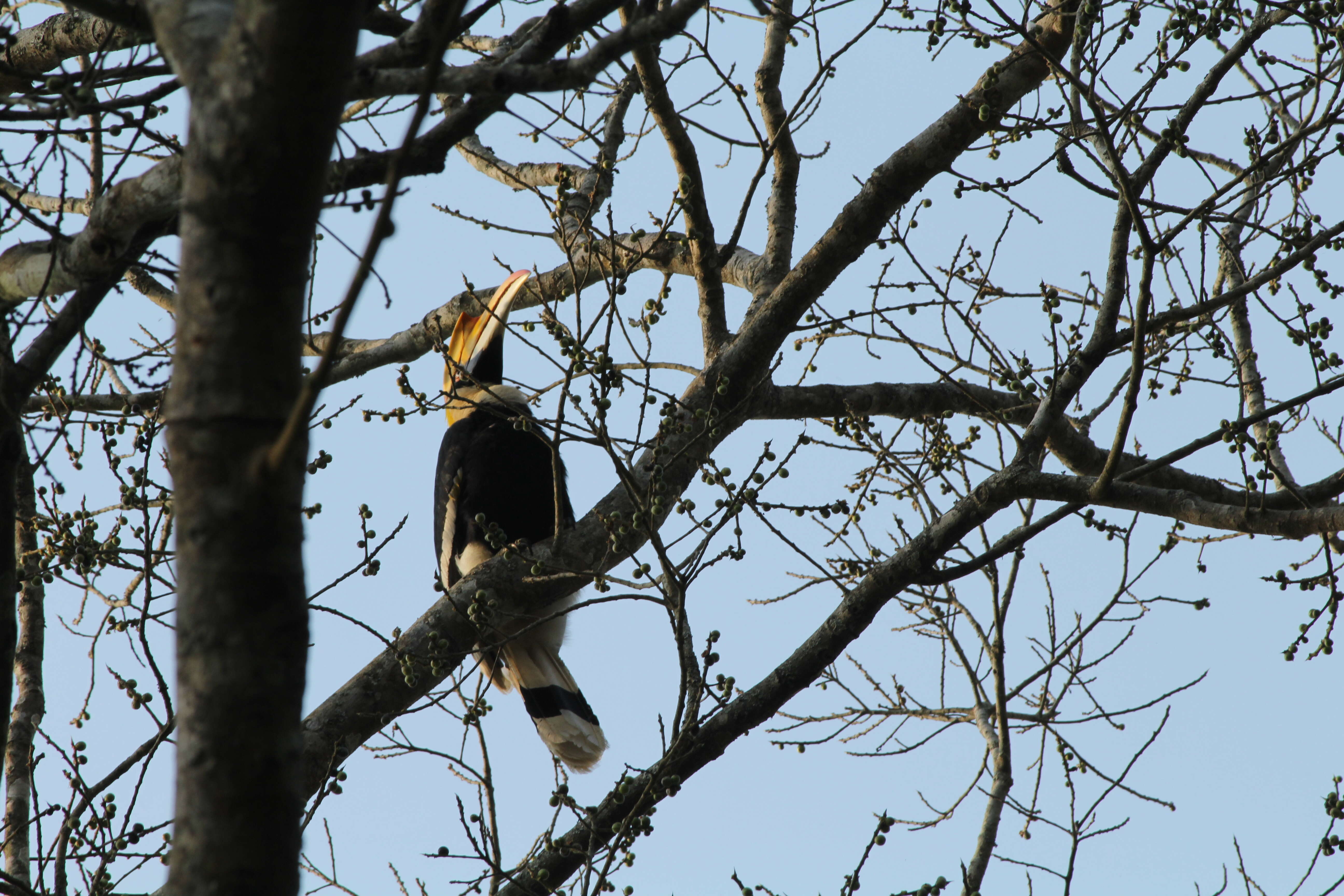 Image of Great Indian Hornbill