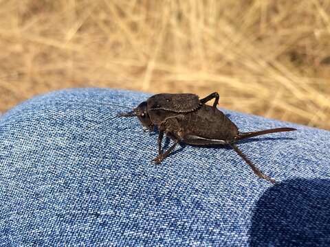 Image of Southern Barbed-wire Bush-cricket