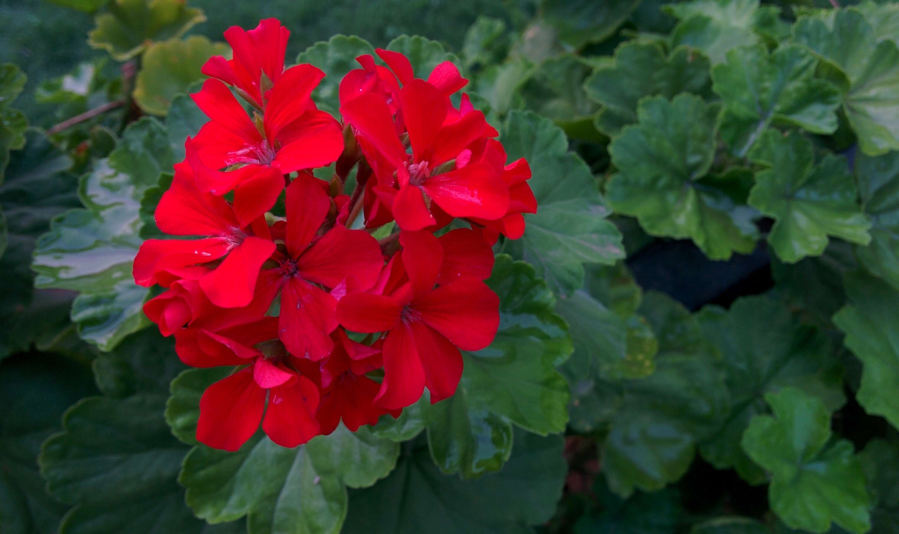 Image of zonal geranium