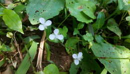 Sivun Murdannia loriformis (Hassk.) R. S. Rao & Kammathy kuva