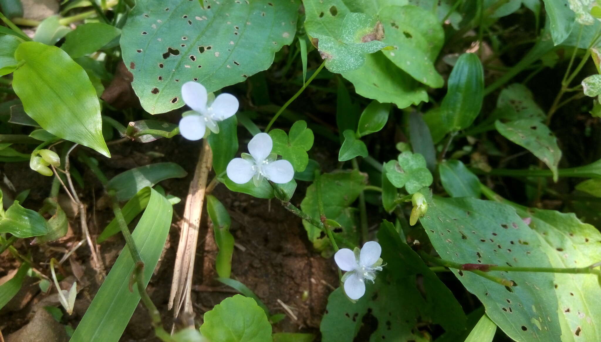 Image of Murdannia loriformis (Hassk.) R. S. Rao & Kammathy