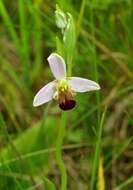 Image of Bee orchid