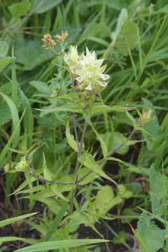 Image of Melampyrum chlorostachyum Beauv.