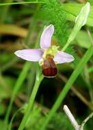 Image of Bee orchid