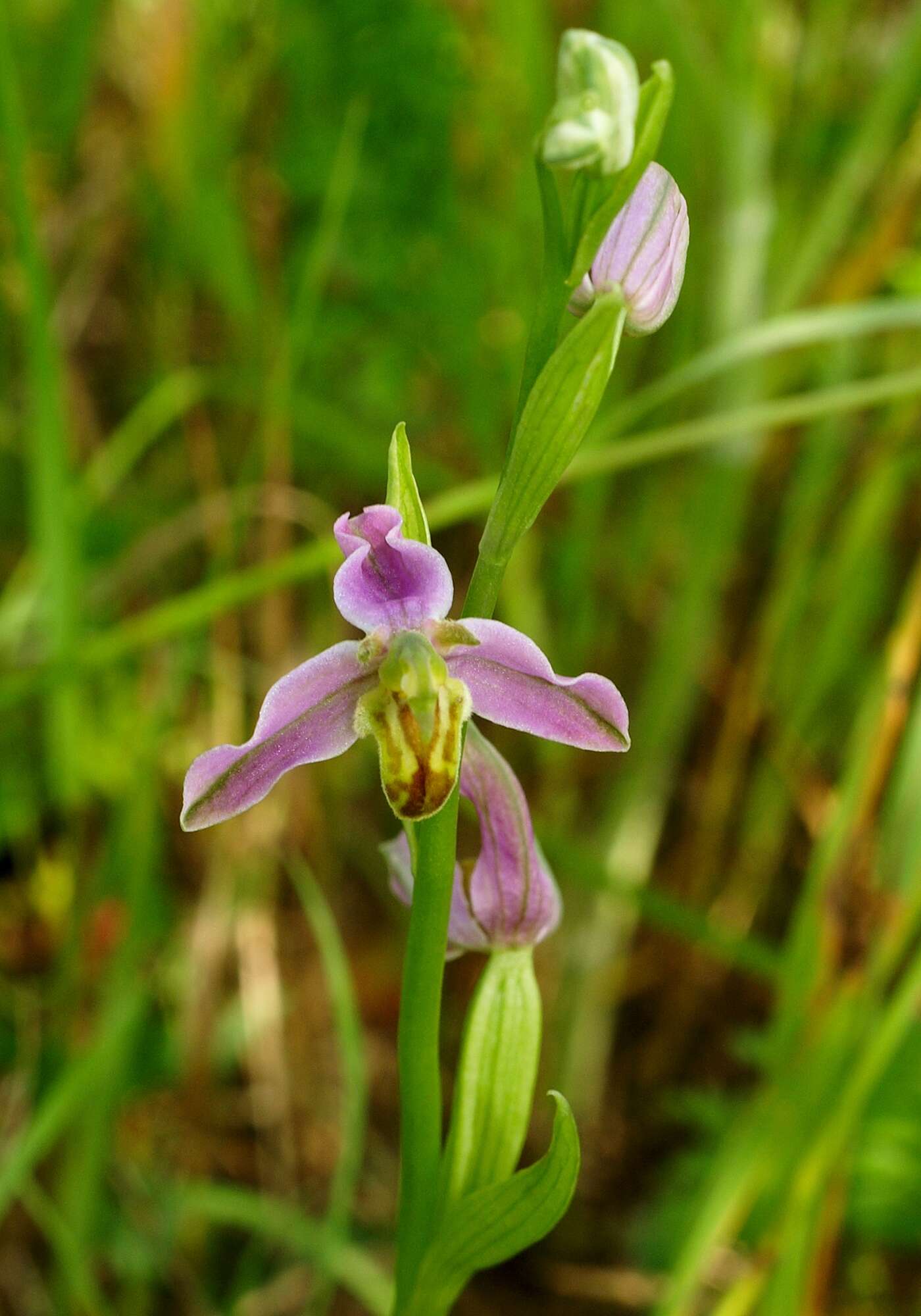 Image of Bee orchid