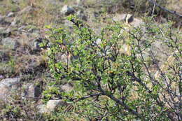 Imagem de Prunus pedunculata (Pall.) Maxim.