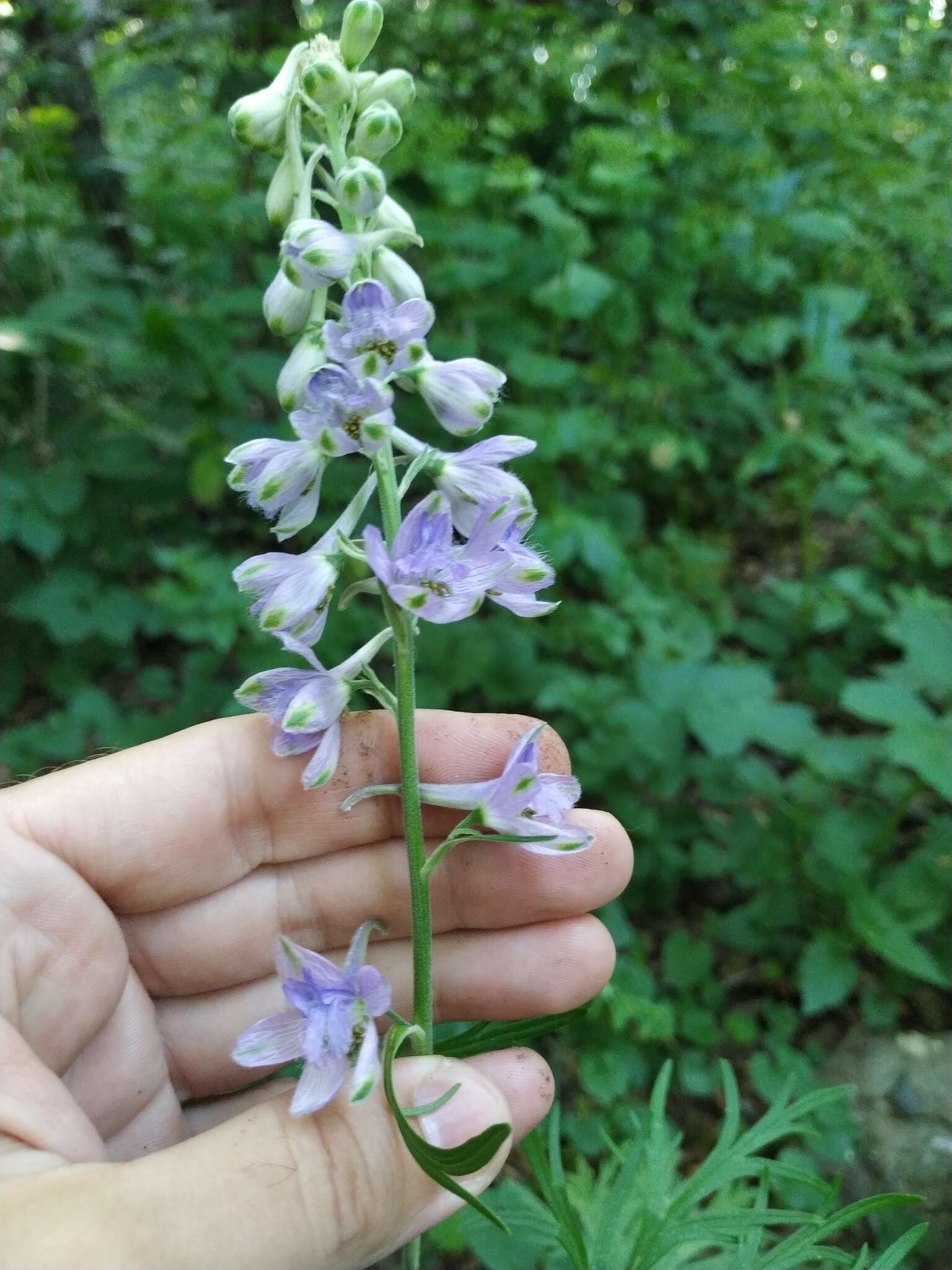 Image of Delphinium fissum Waldst. & Kit.