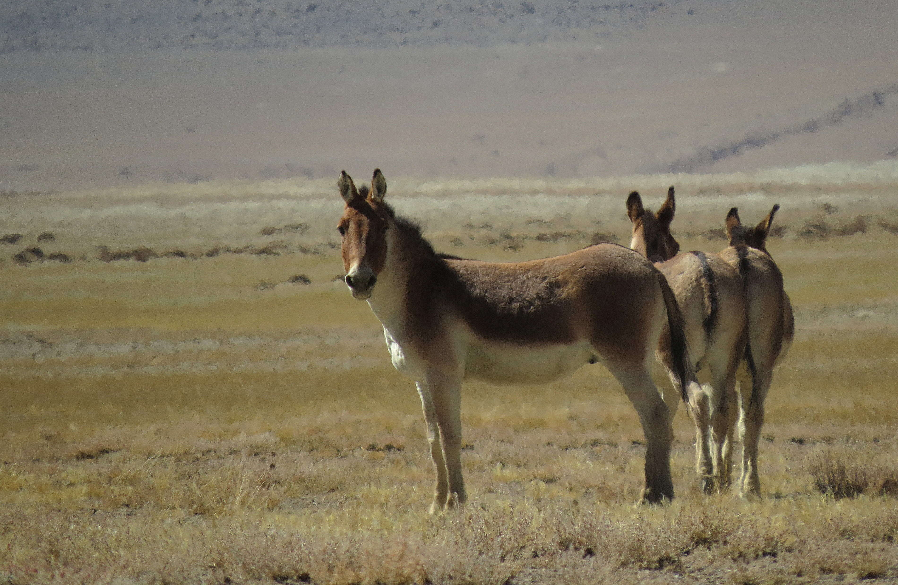 Image of Kiang