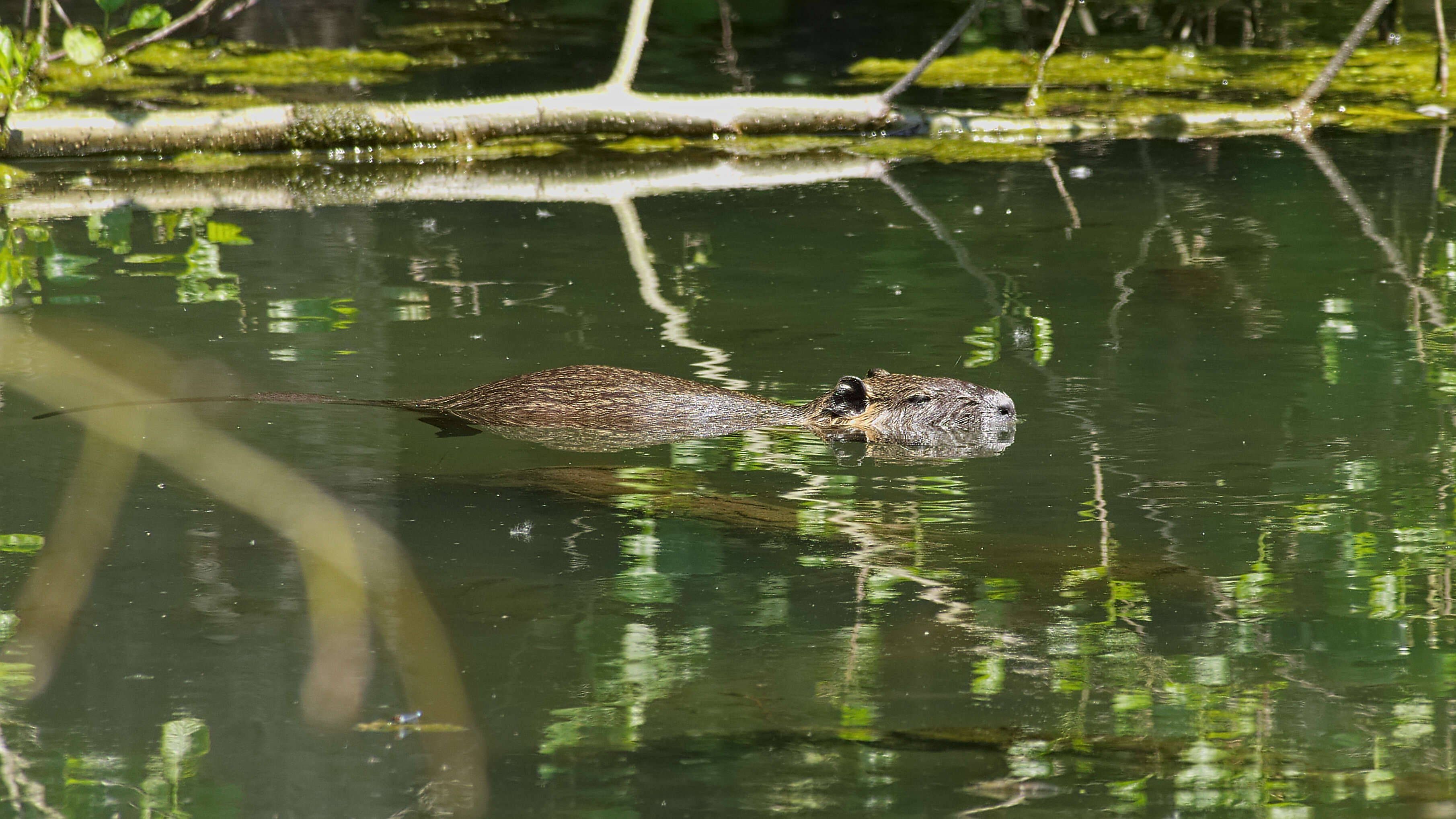 Image of River Rats