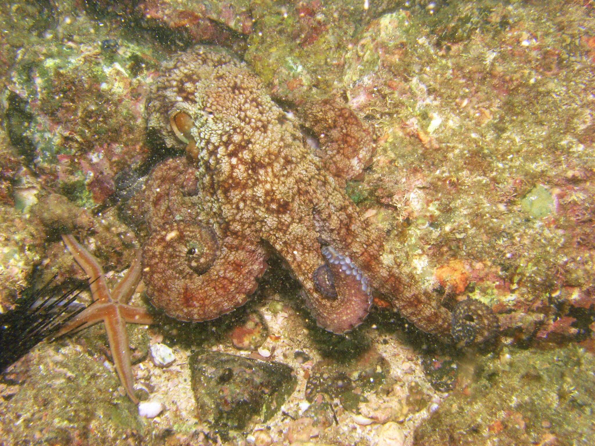 Image of Hubb's octopus