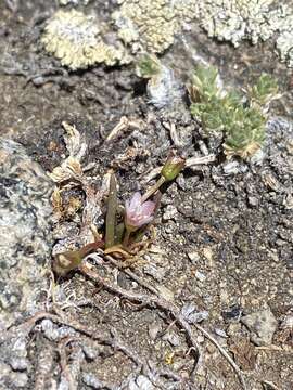 Lewisia glandulosa (Rydb.) Clay resmi