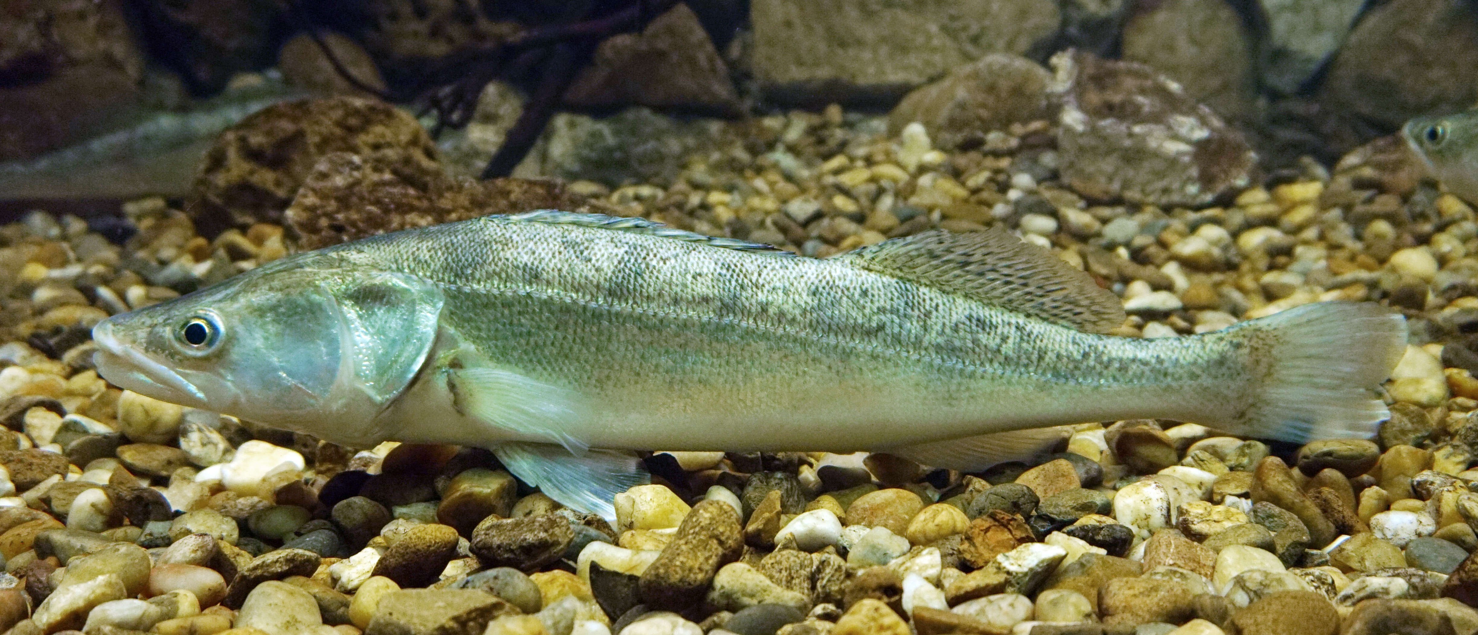 Image of pikeperch, zander