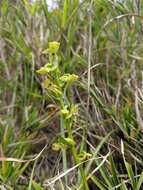 Image of Platanthera pachyglossa Hayata