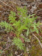 Image of <i>Geum <i>triflorum</i></i> var. triflorum