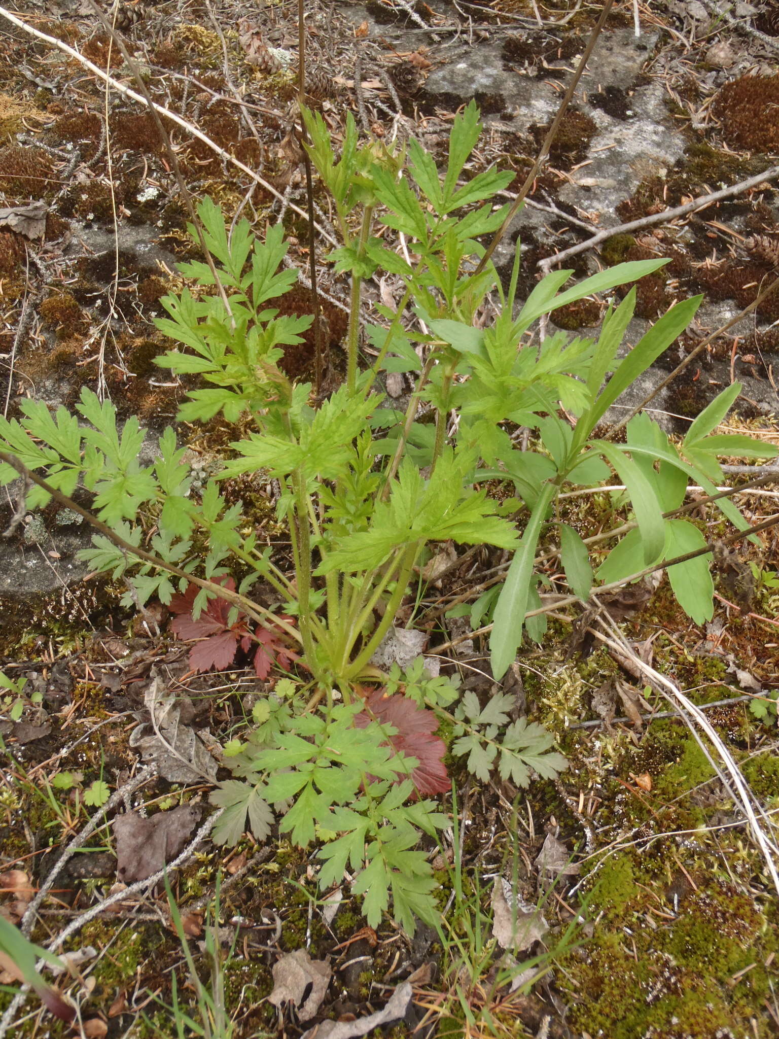 Image of <i>Geum <i>triflorum</i></i> var. triflorum