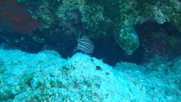 Image of Red Striped Squirrelfish