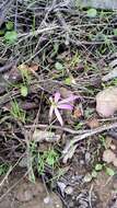 Image of Colchicum filifolium (Cambess.) Stef.