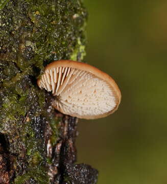 Image de Lentinellus pulvinulus (Berk.) Pegler 1965