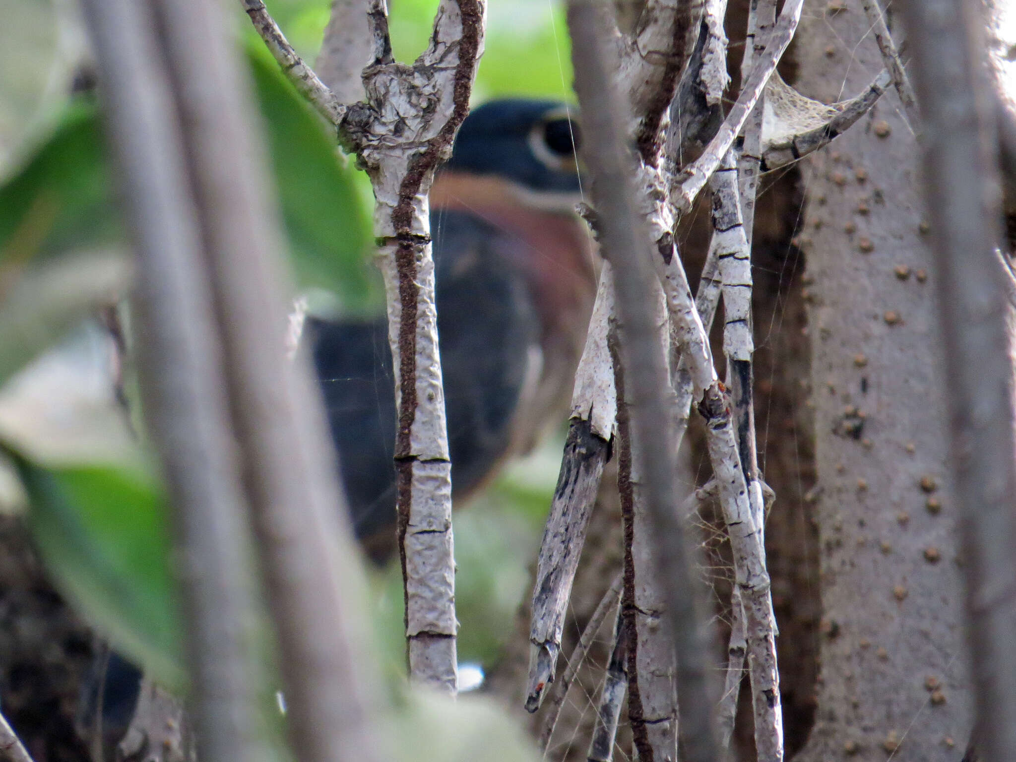 Image of White-backed Night Heron