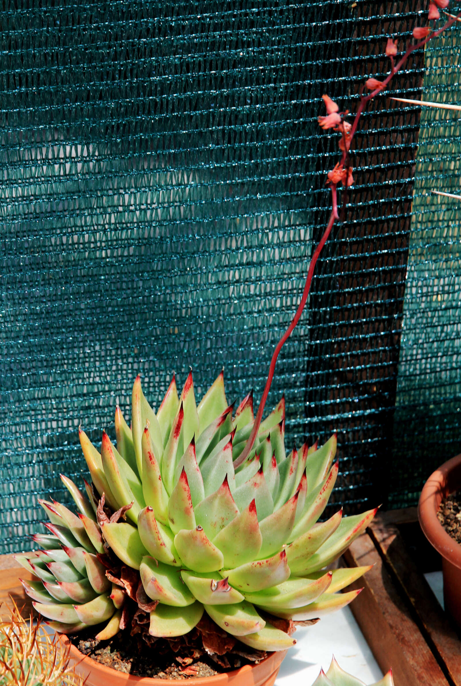 Image of Echeveria agavoides Lem.