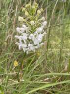 Image de Platanthera blephariglottis var. blephariglottis