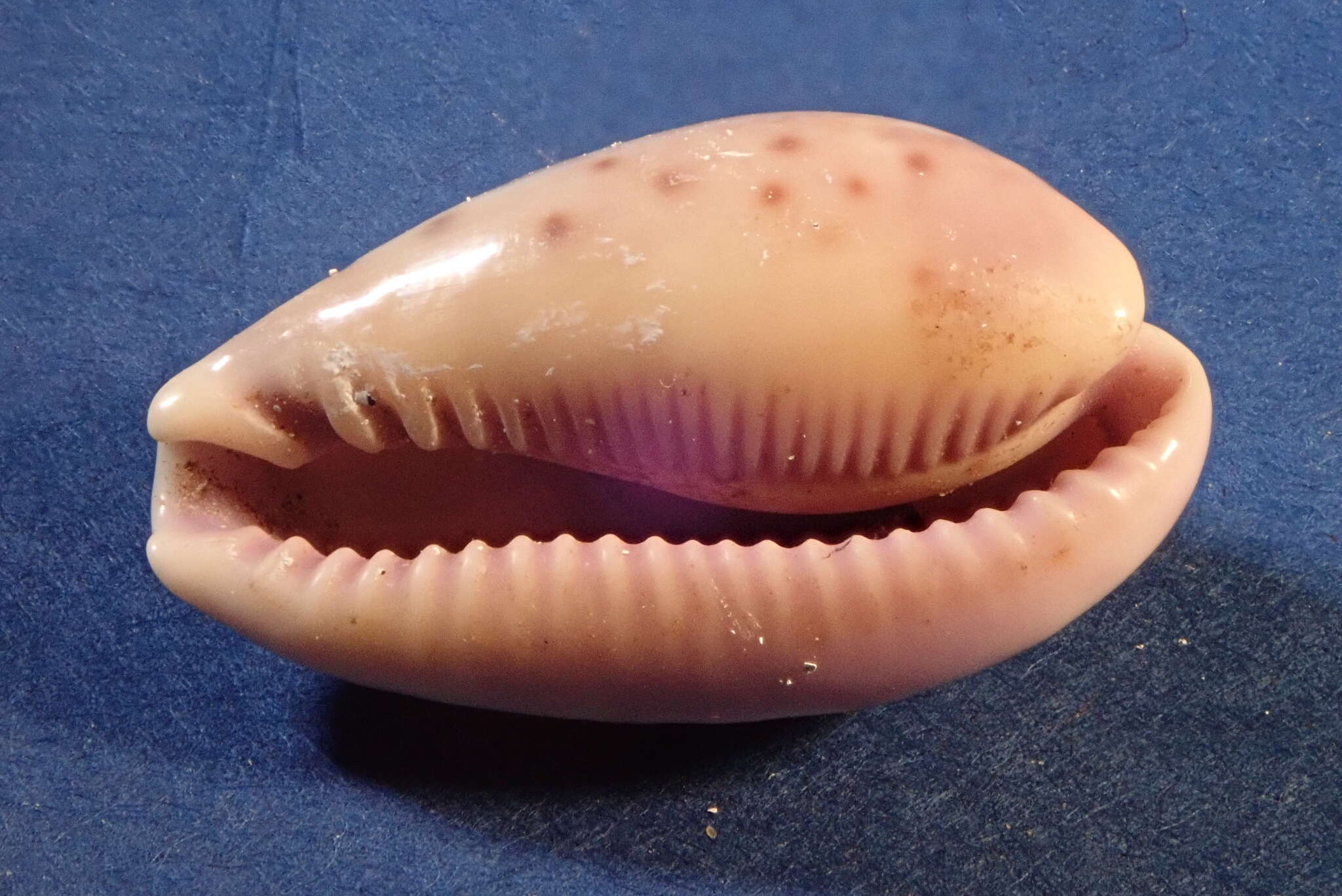 Image of Walker's Cowry