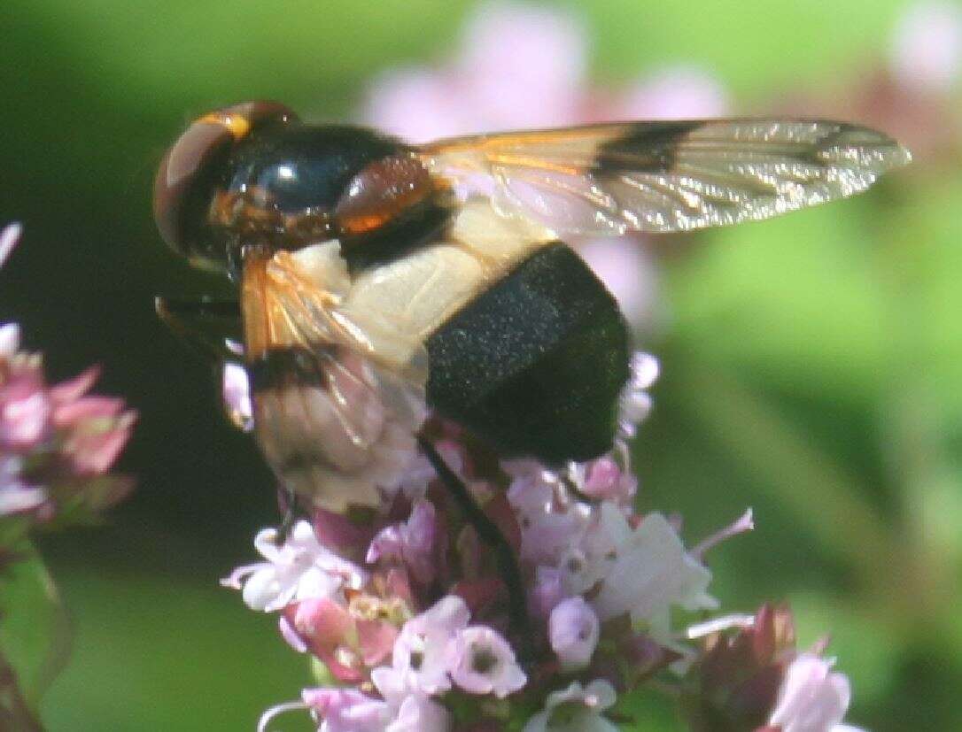 Image of gread pied hoverfly