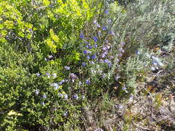 Image of Heliophila linearis var. linearis