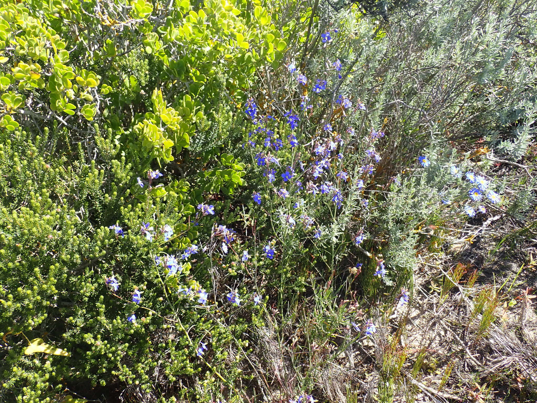 Image of Heliophila linearis var. linearis