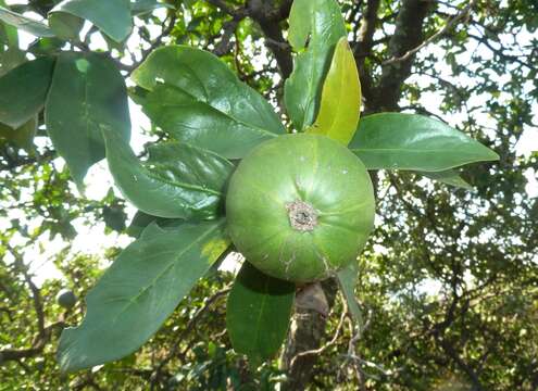 Image of Rothmannia capensis Thunb.