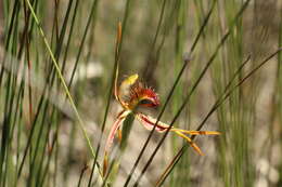 Caladenia corynephora A. S. George resmi