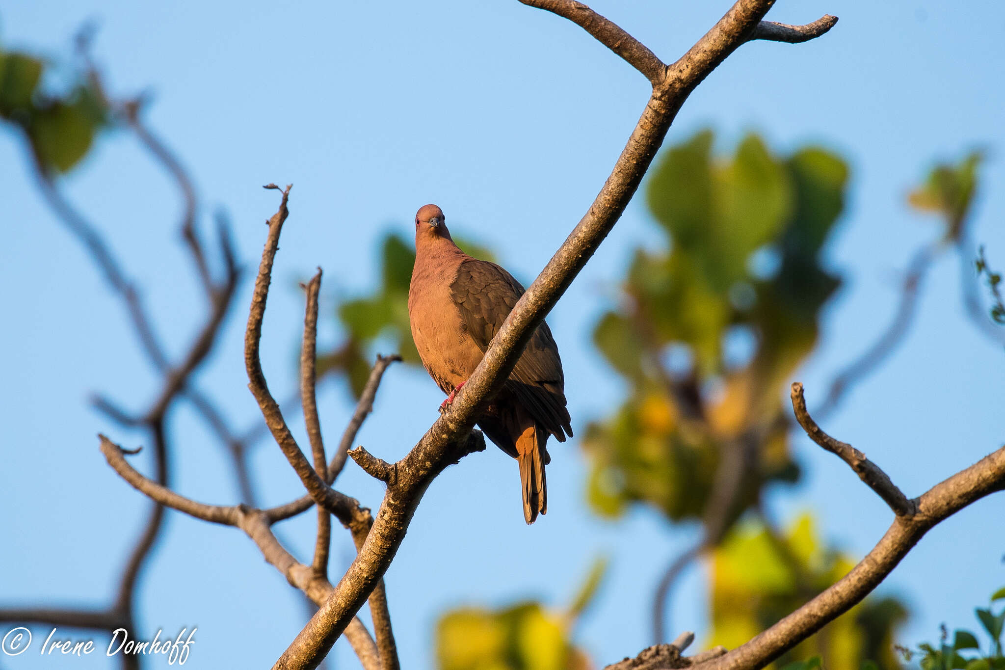 Patagioenas nigrirostris (Sclater & PL 1860) resmi