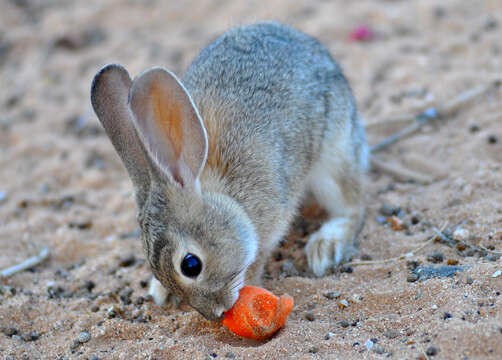 Слика од Sylvilagus audubonii (Baird 1858)