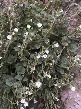 Image of dozing phacelia