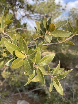 Image of Quercus peninsularis Trel.