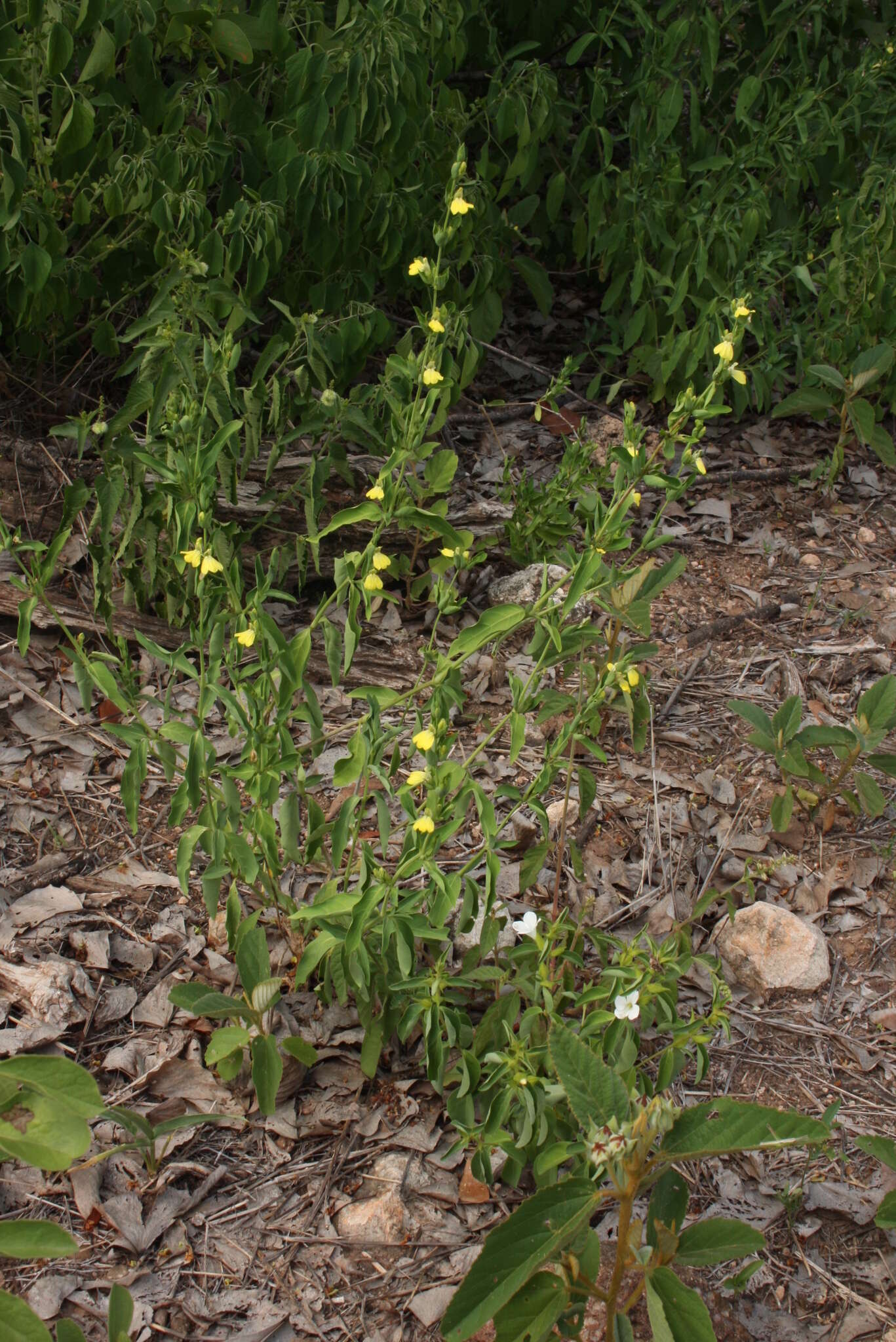 Image of Justicia odora (Forssk.) Vahl