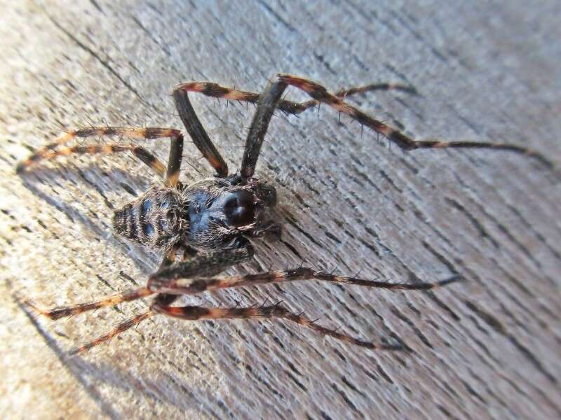 Image of Walnut Orb-Weaver Spider