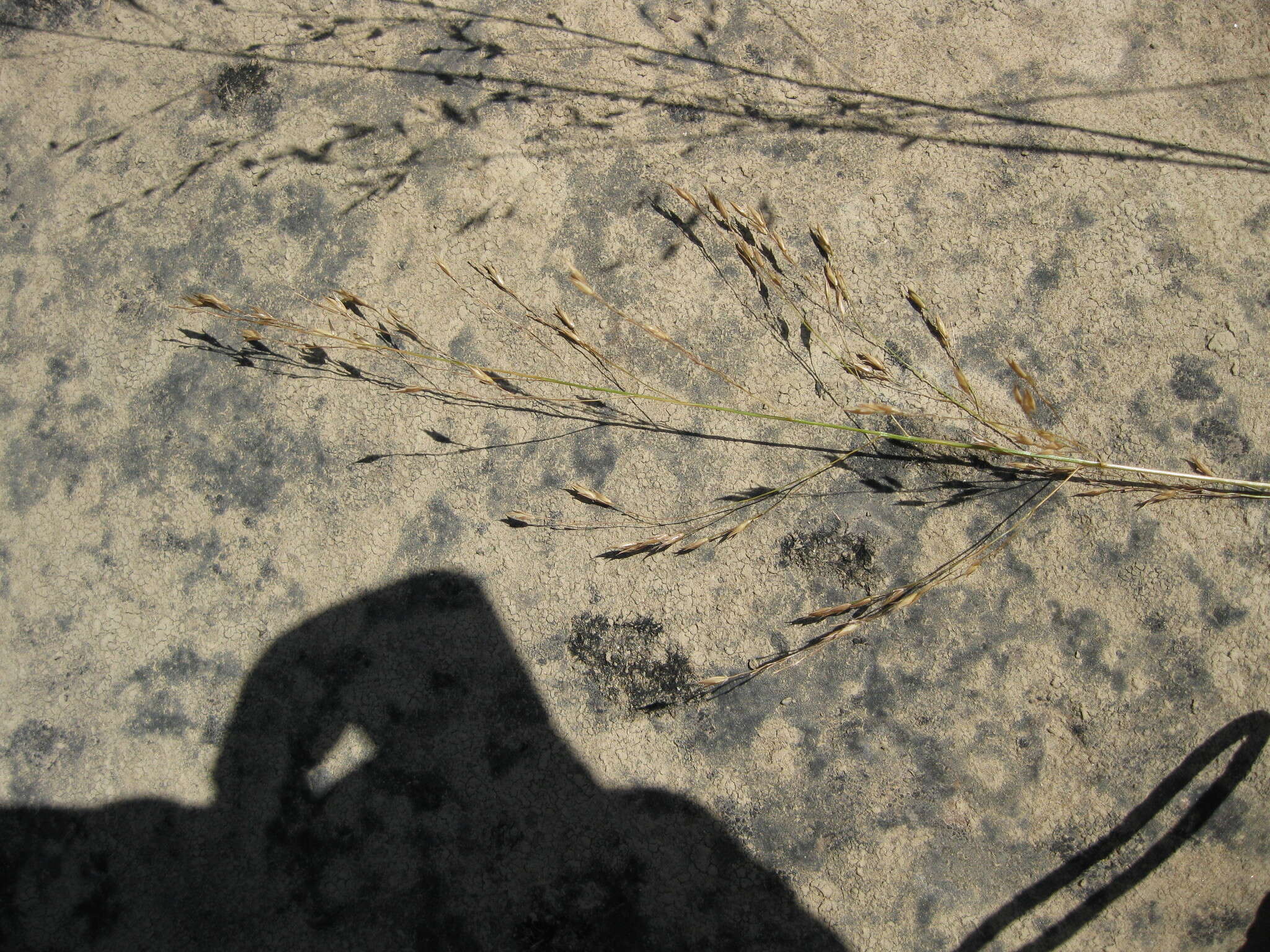 Image of Cumberland Sand-Reed