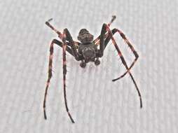 Image of Walnut Orb-Weaver Spider